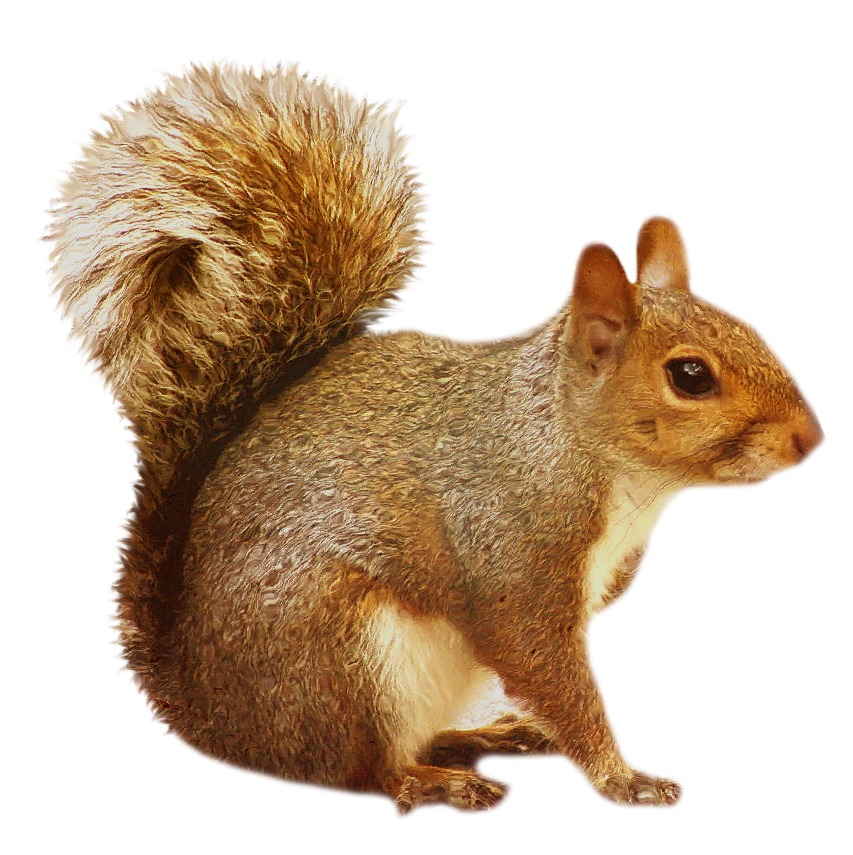 Squirrel clipart png 