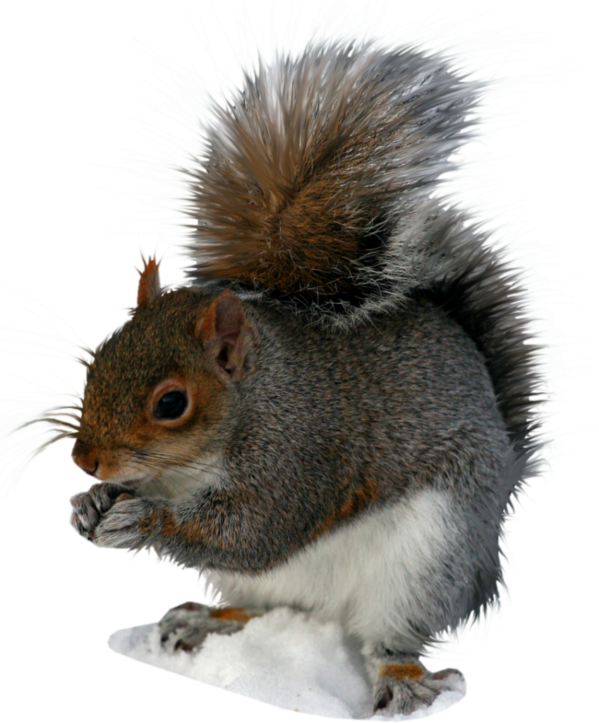 Eastern Grey Squirrel png 