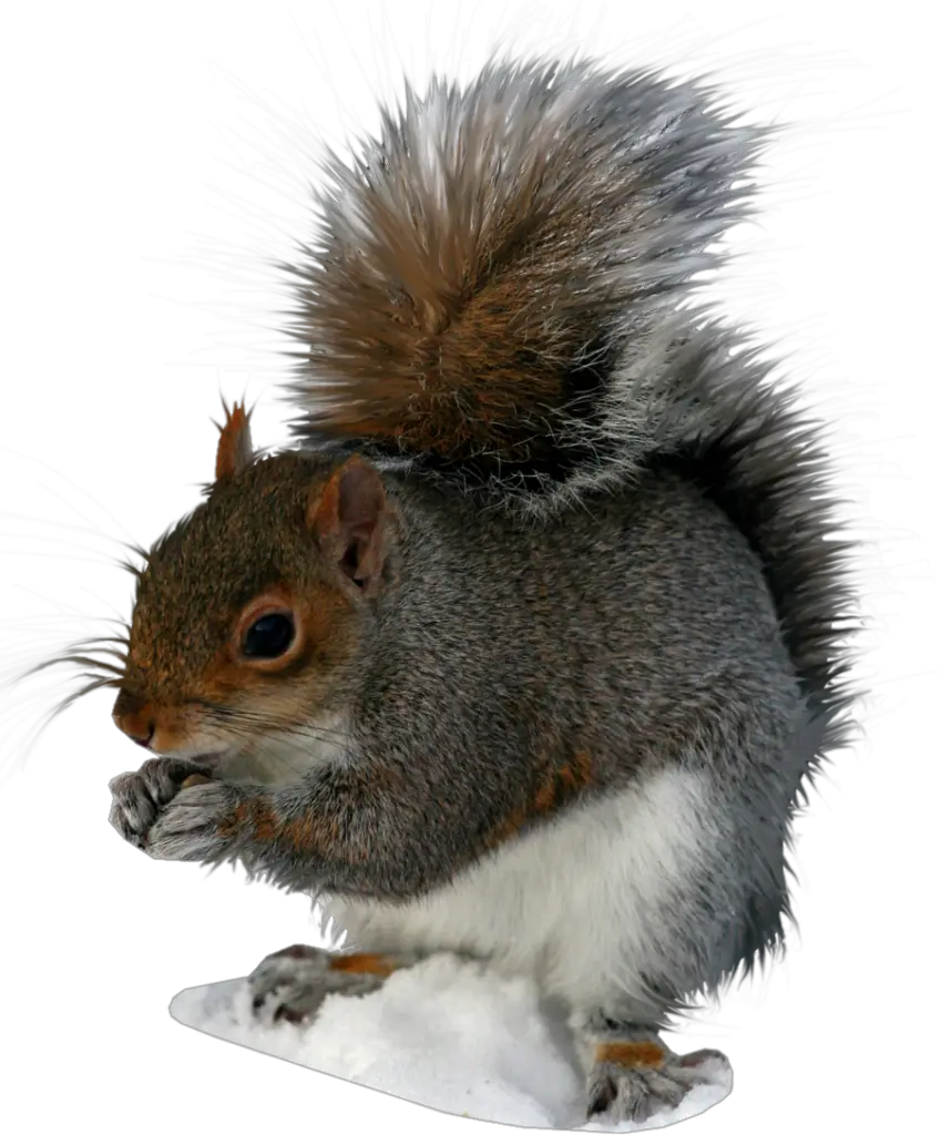 Eastern Grey Squirrel png 