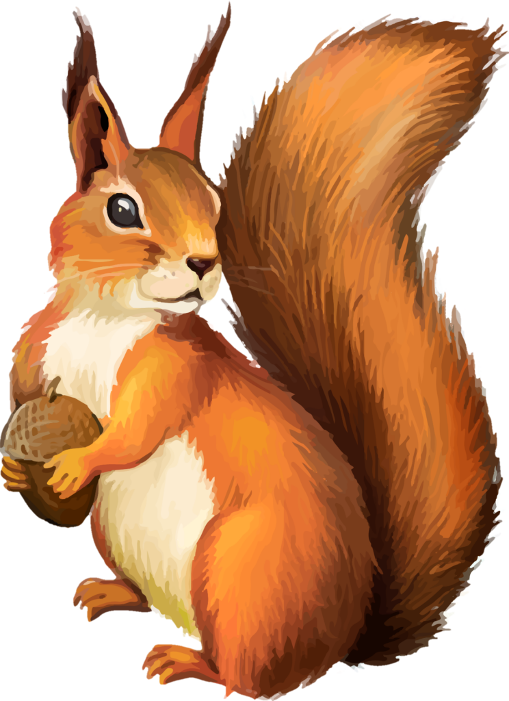 Squirrel Animated png