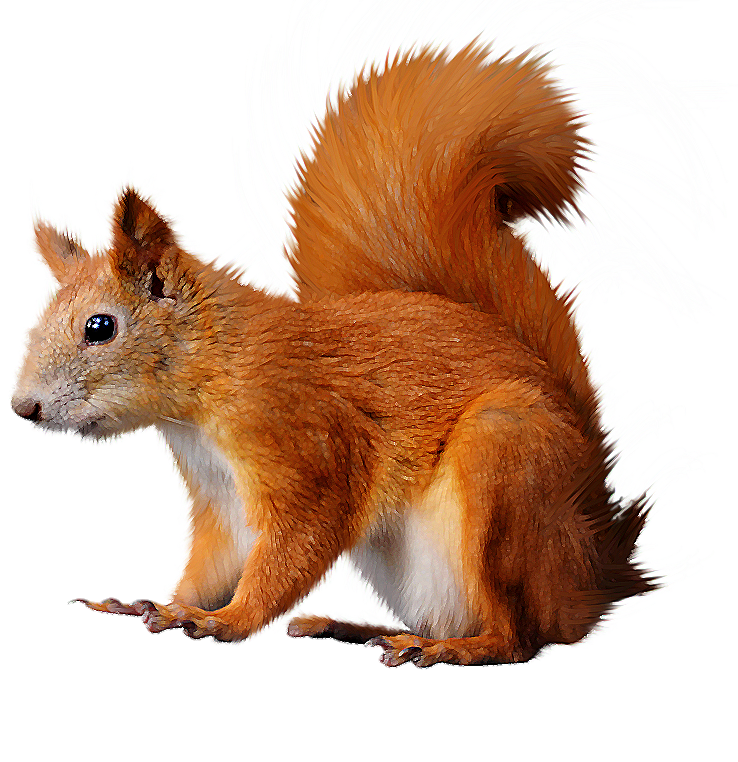 Squirrel animation png 