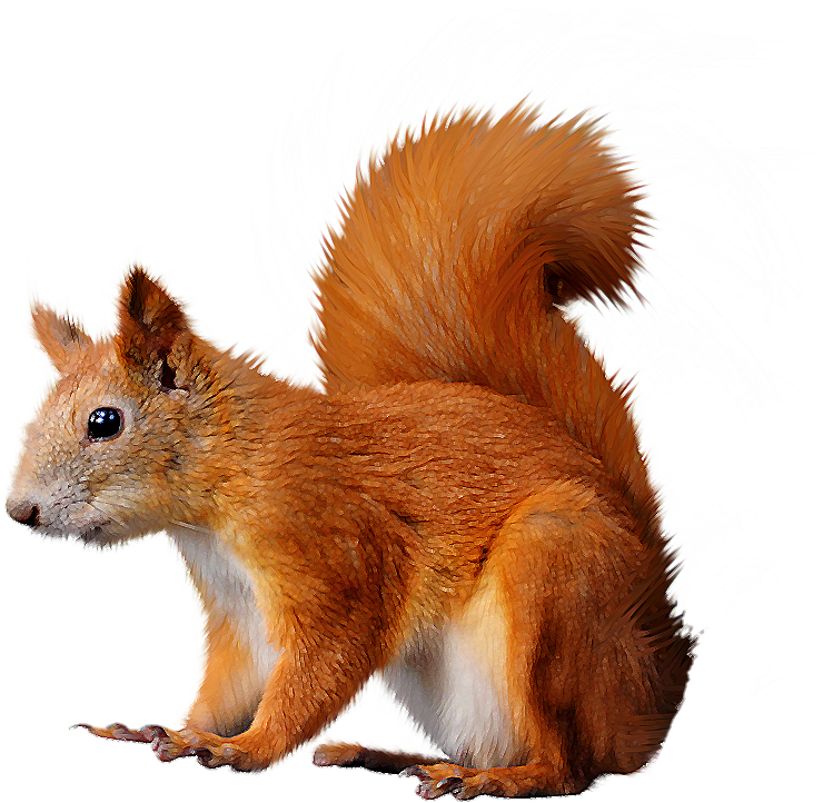 Squirrel-3