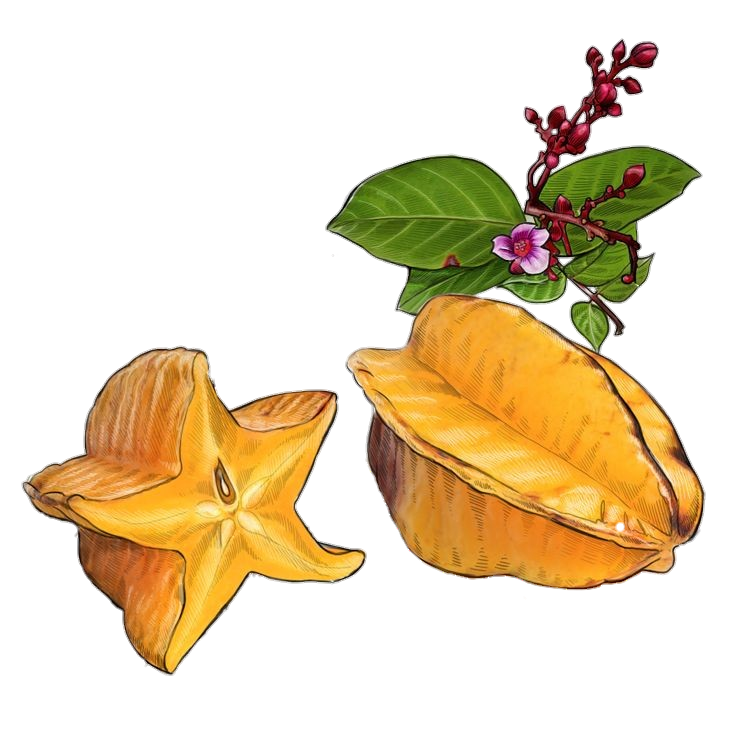 Star Fruit Artwork Png