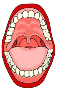 Teeth-24
