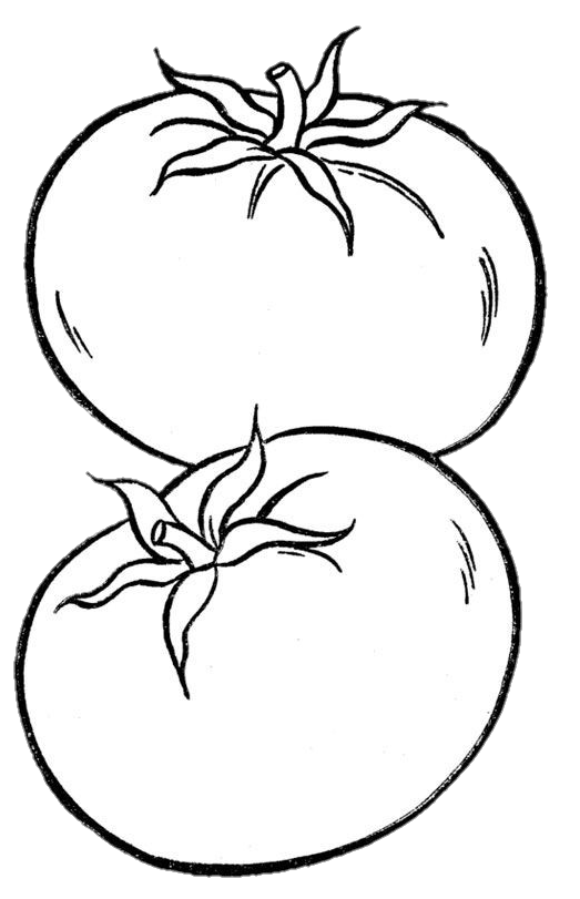 Tomato Outline png