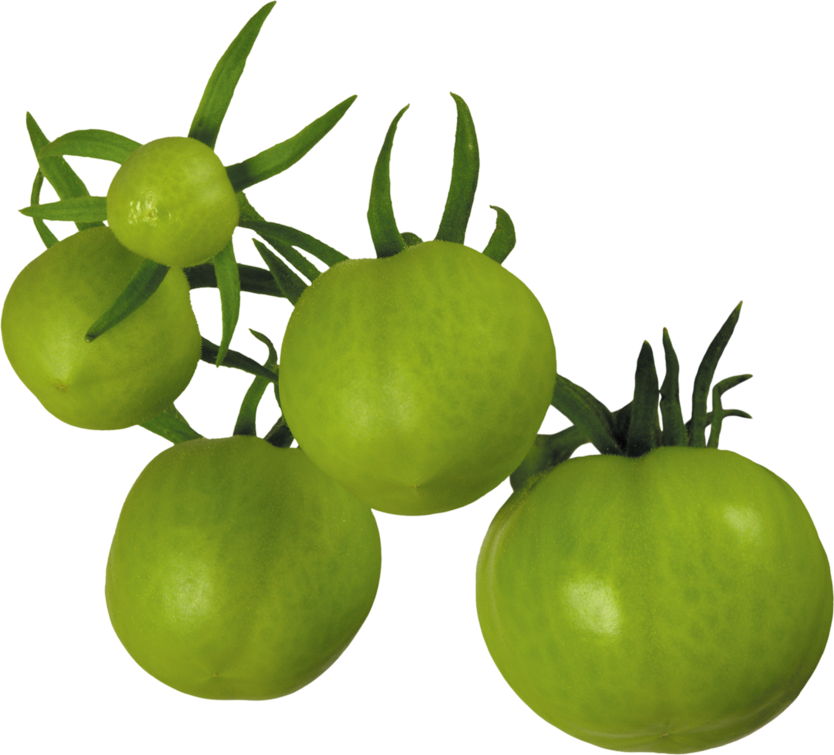 Tomato-16