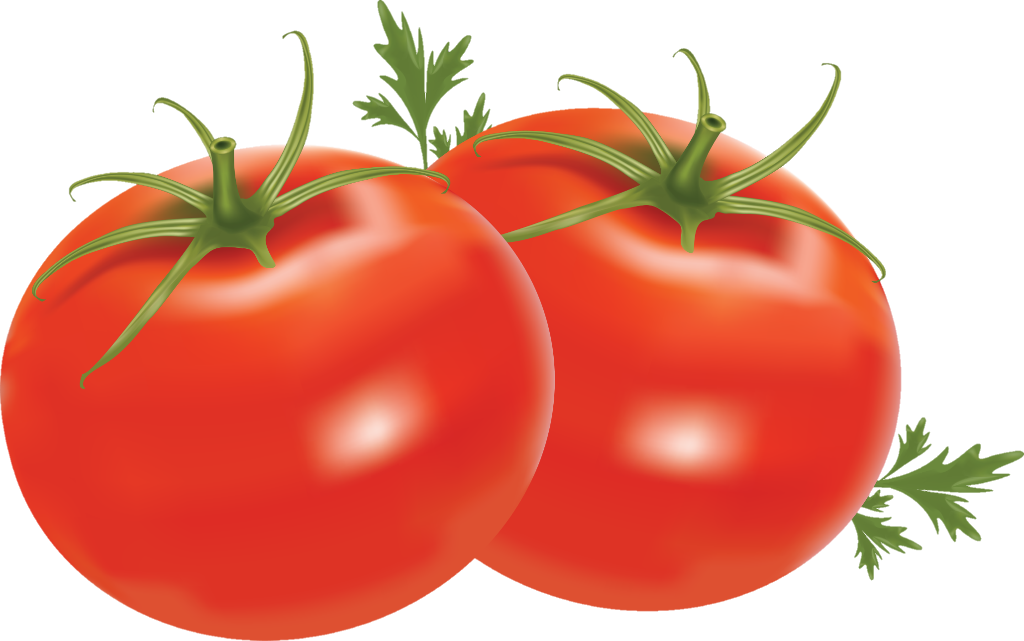 Tomato-24-3