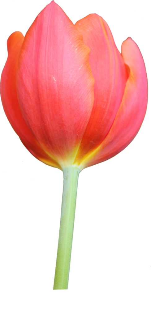 Tulip Flower Png Image