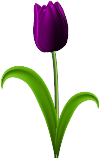 Animated Purple Tulip Flower Png
