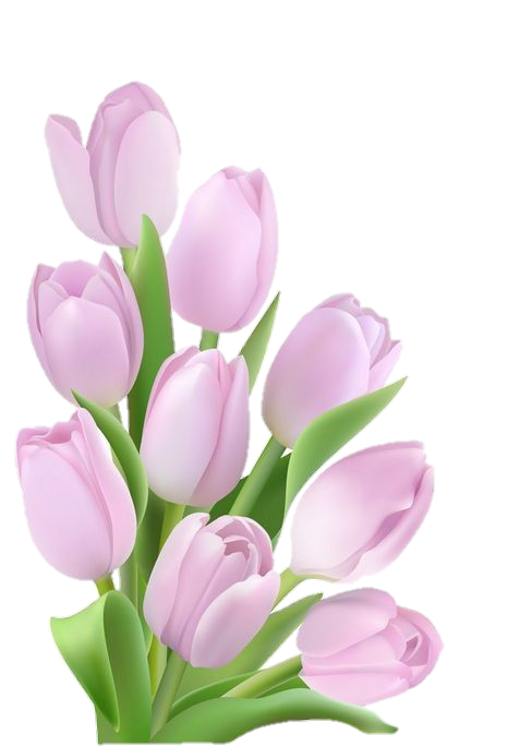 Pink Tulip Flower Png