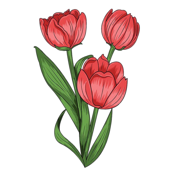 Tulip Flower clipart Png