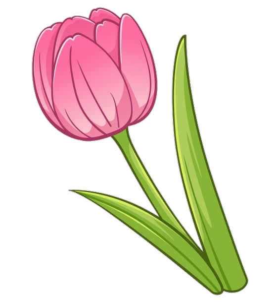 Tulip Flower vector Png