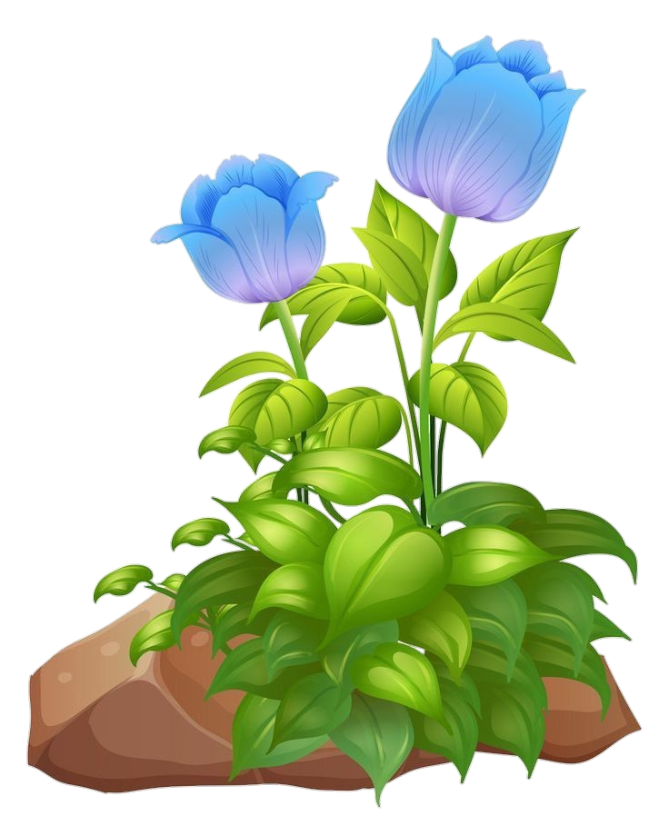 Blue Tulip Flower Png
