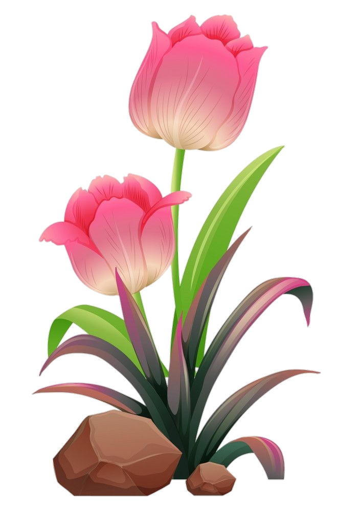 Tulip Flower Png