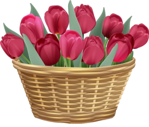 Tulip Flower bouquet clipart Png