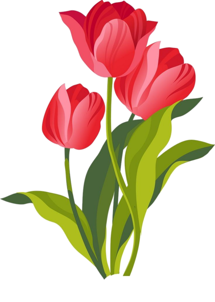 Red Tulip Flower Vector Png