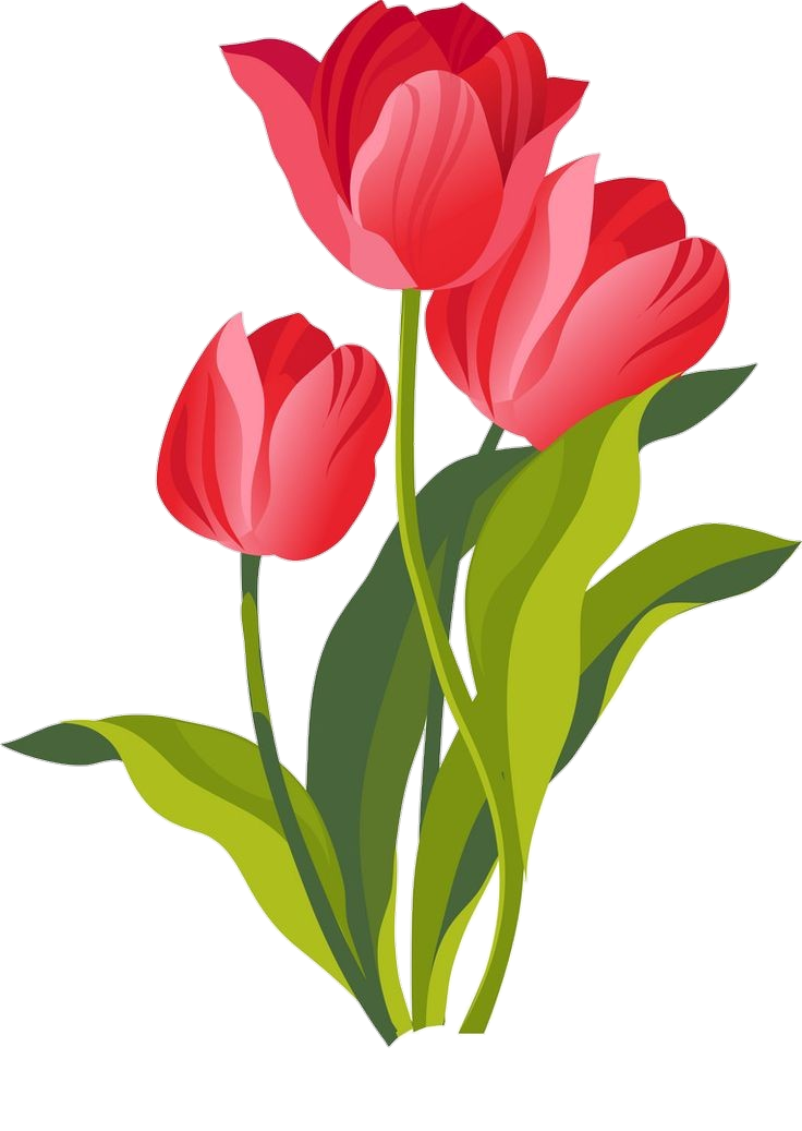 Tulip Flower PNG Transparent Images Free Download - Pngfre