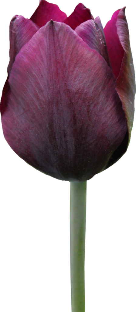 Dark Purple Tulip Flower Png