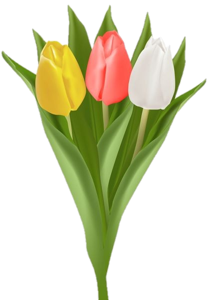 Animated Tulip Flowers Png