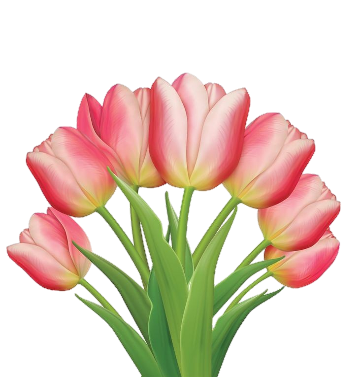 Transparent Tulip Flowers Png