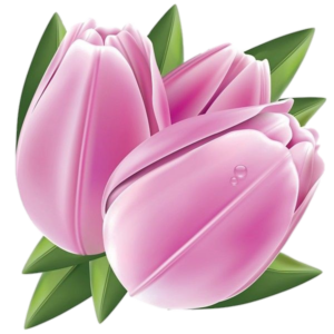 Tulip Flower Png Image