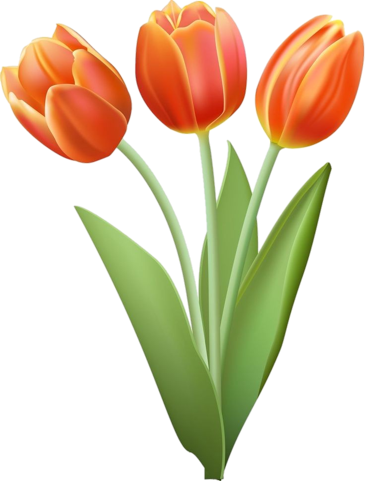 Animated orange Tulip Flower Png