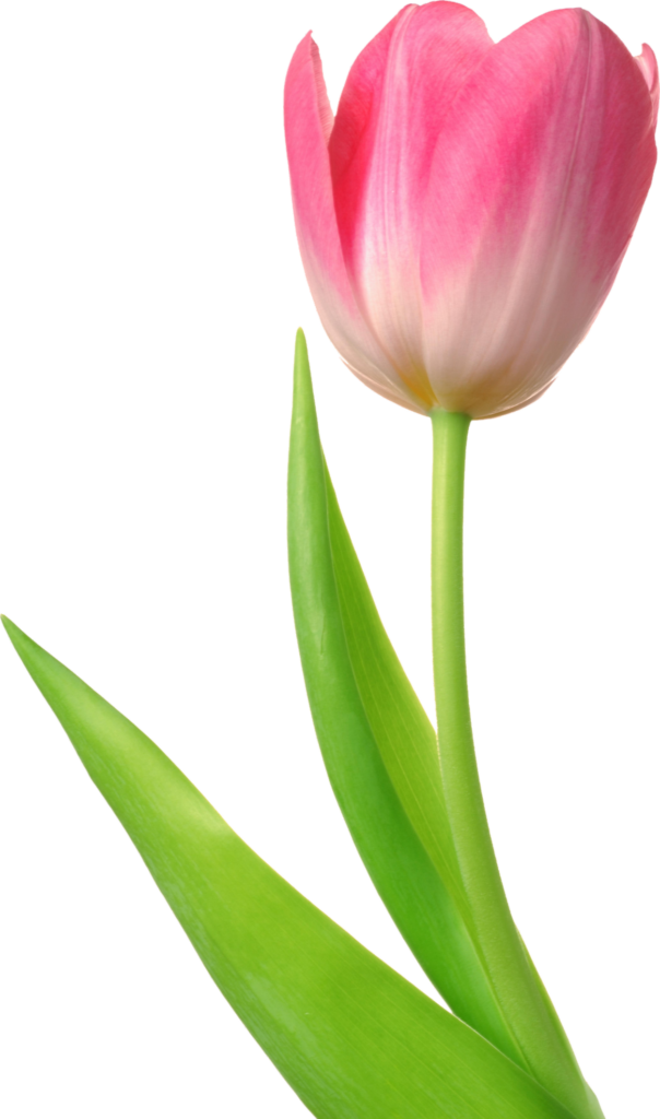Transparent Tulip Flower Png