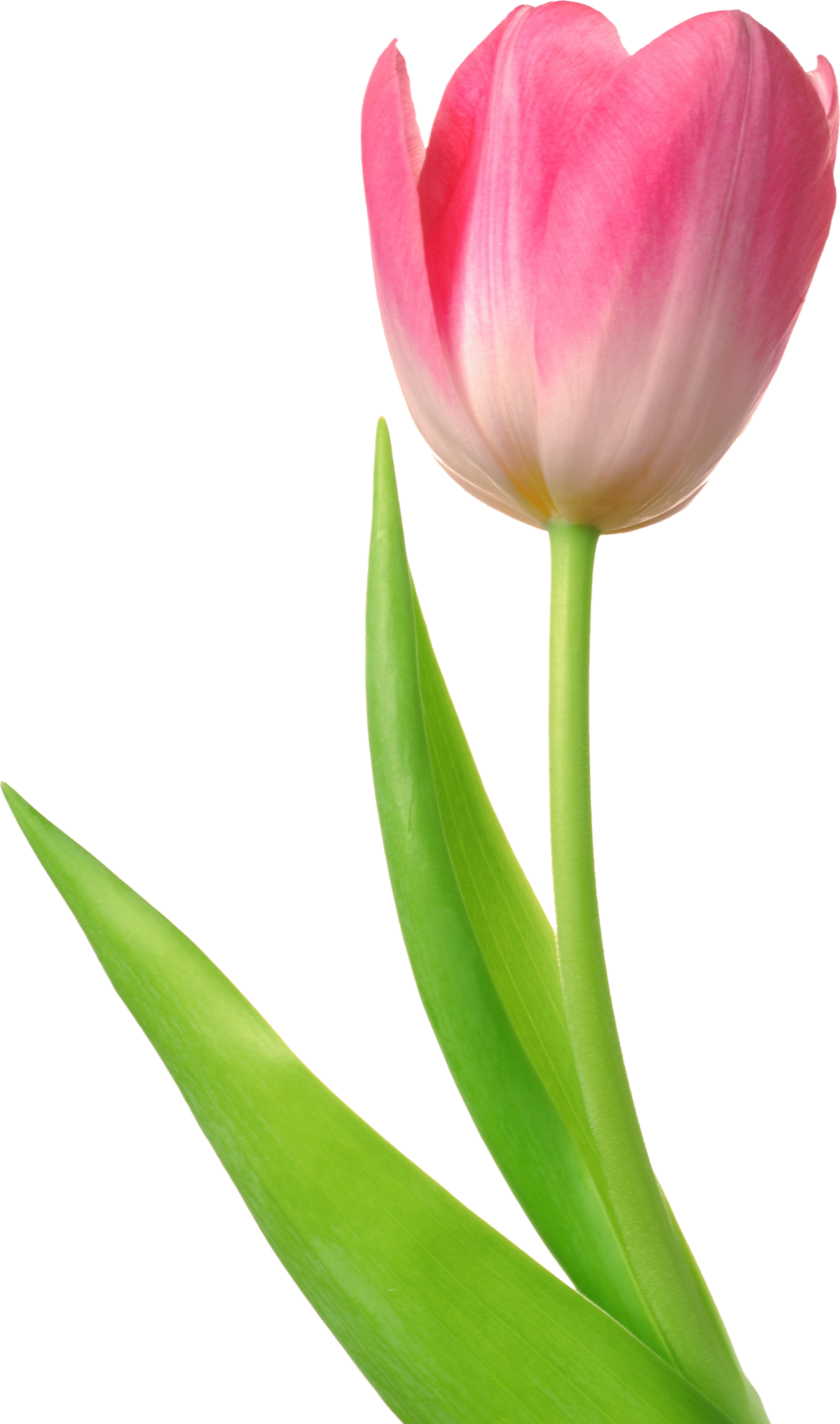 Tulip-3