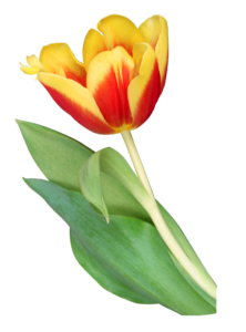 Tulip-4
