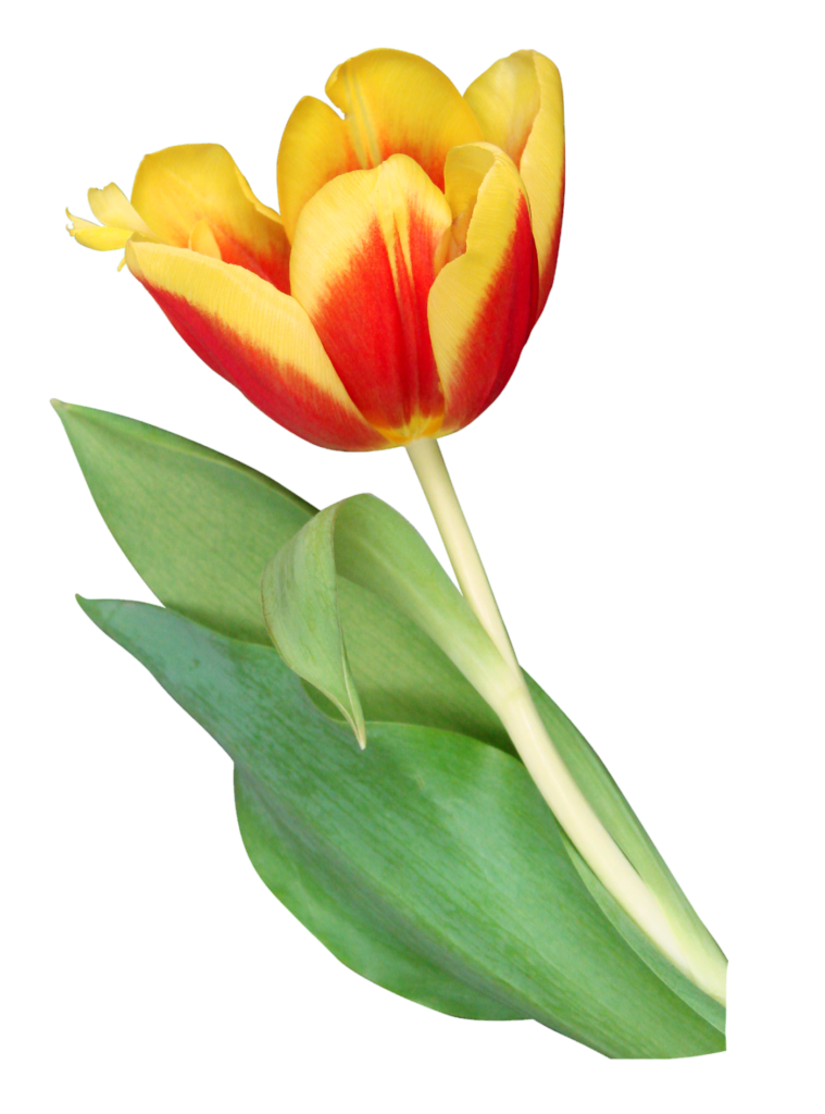 Yellow Tulip Flower Png