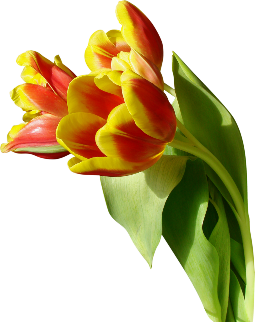 yellow Tulip Flower Png