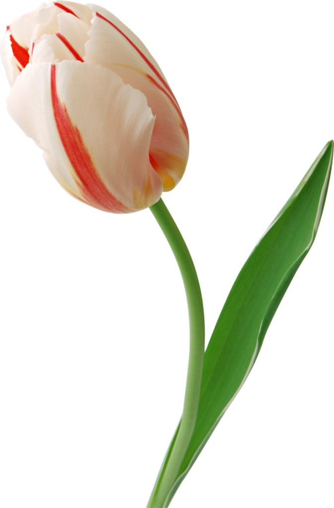 White Red Tulip Flower Png