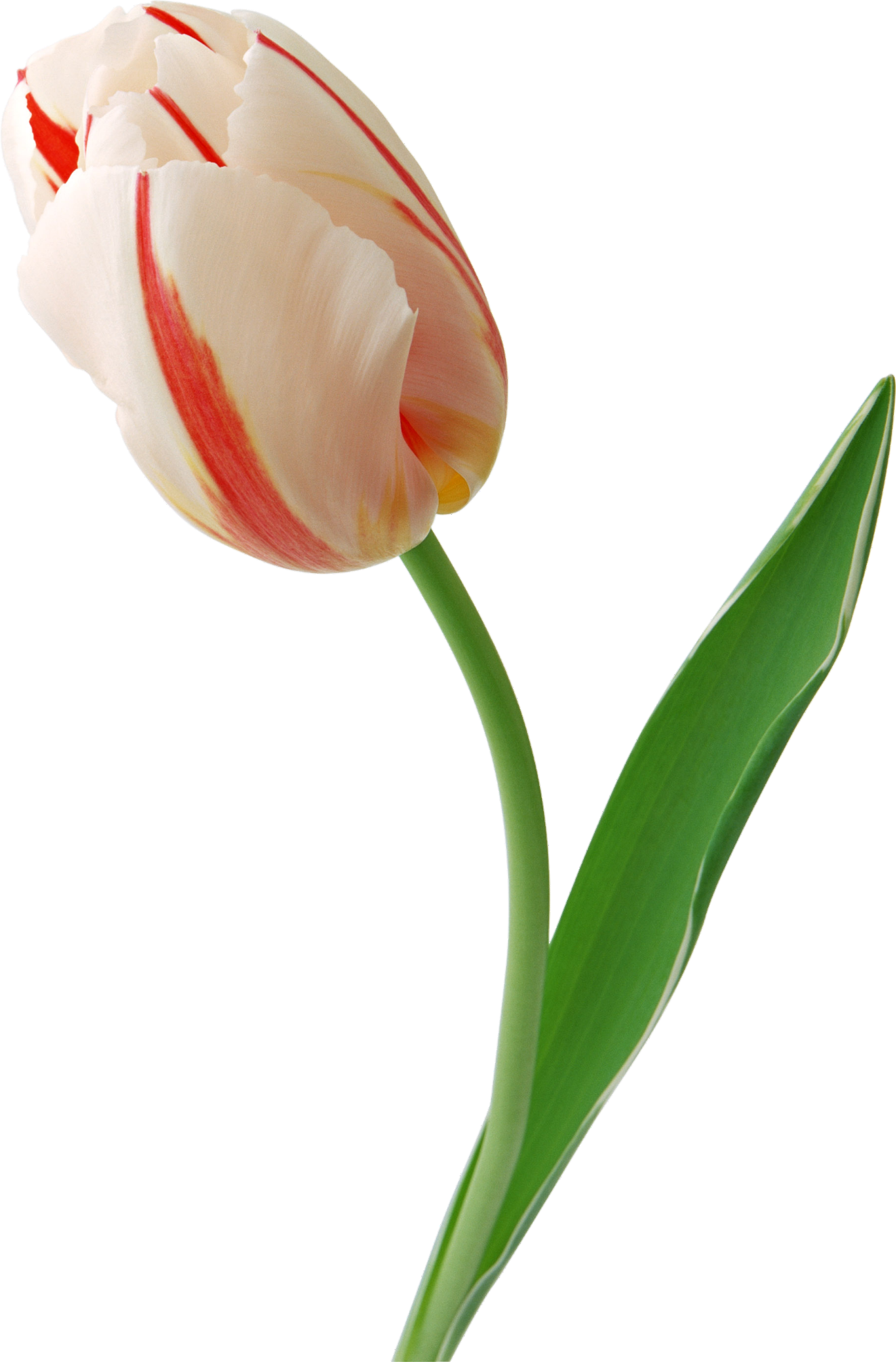 Tulip-6