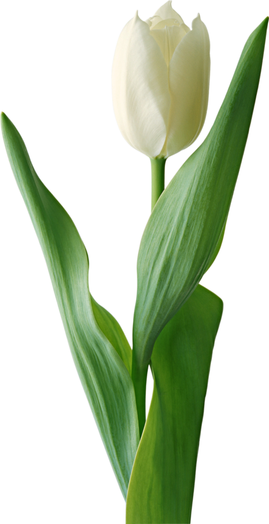 White Tulip Flower Png