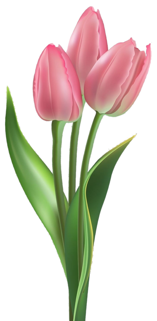 Animated Pink Tulip Flower Png