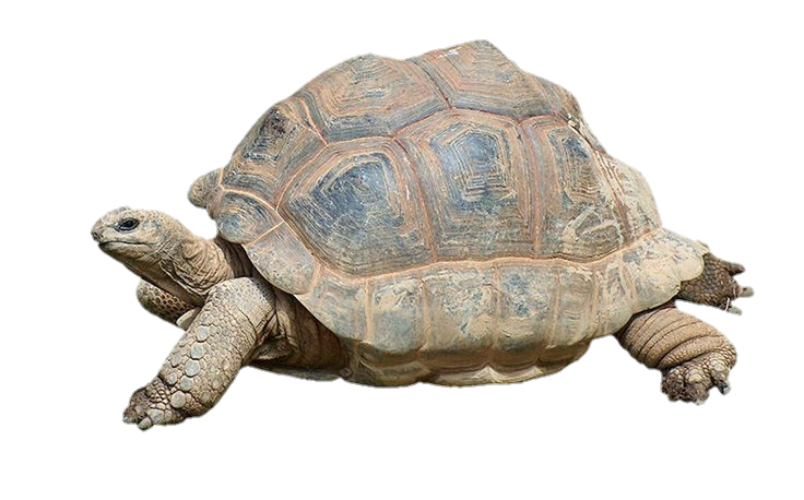 Tortoise Png