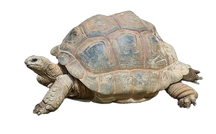 Turtle-1