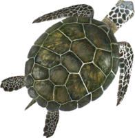 Turtle Png Image