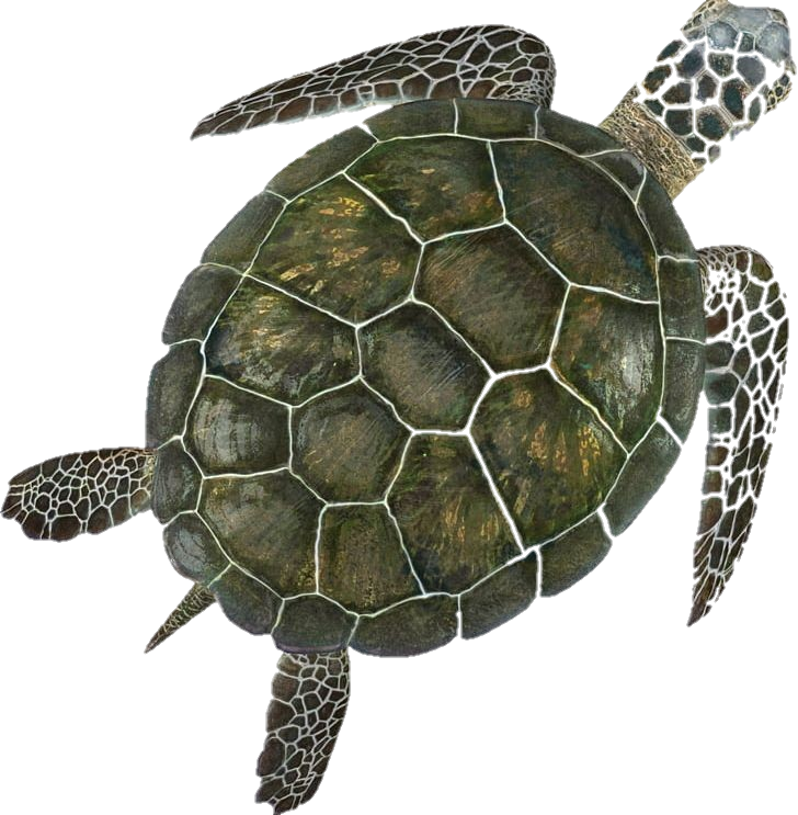Turtle-11