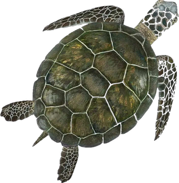 Sea Turtle Png