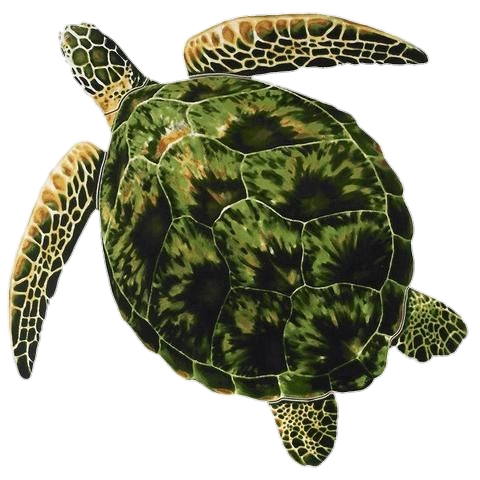 Turtle-12-1