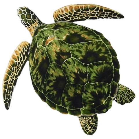 Sea Turtle Png