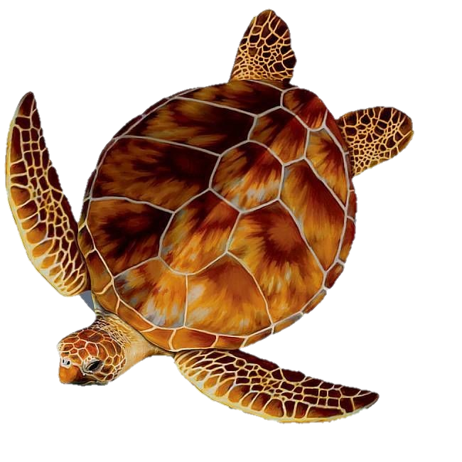 Sea Turtle Png