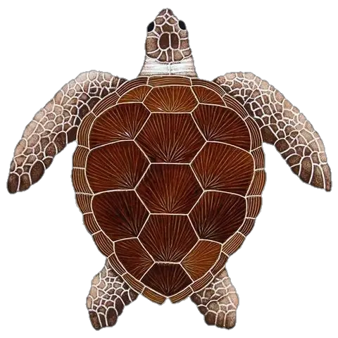 Sea Turtle Png