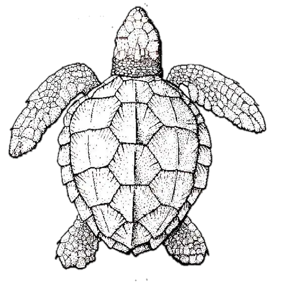 Turtle-17