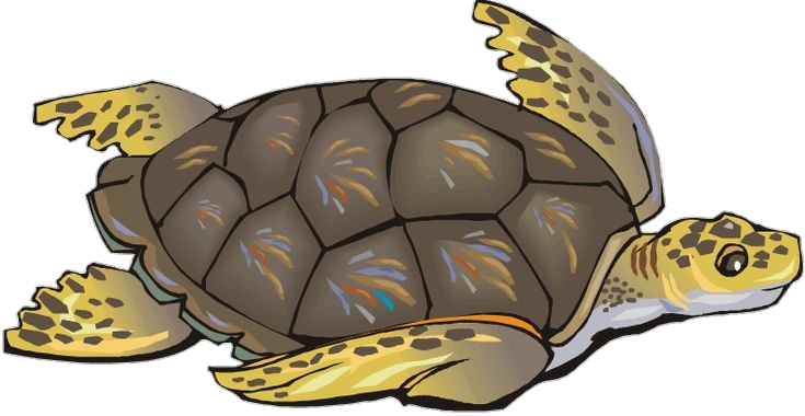 Turtle Clipart Png