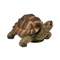 Turtle png