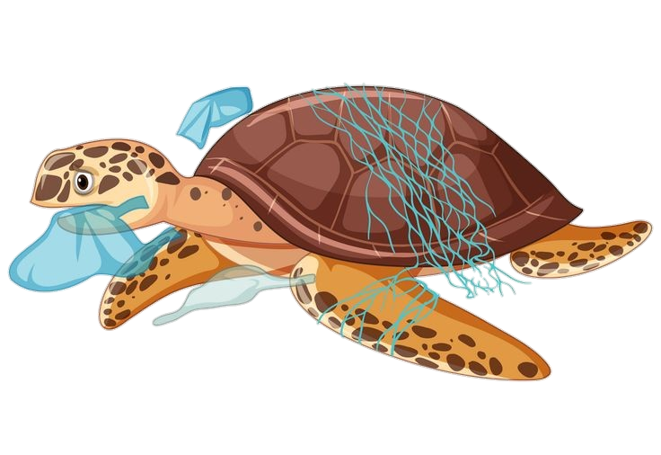 Turtle Vector Png