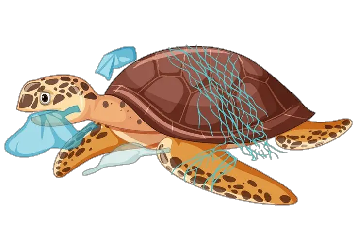 Turtle Vector Png