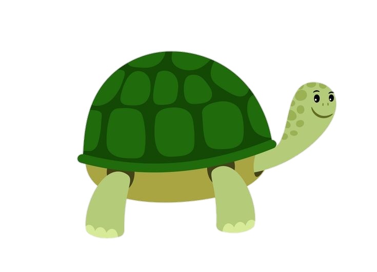 Turtle Vector Png